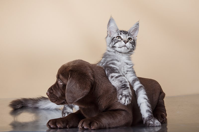 Boom degli animali domestici tra i megatrends del 2020