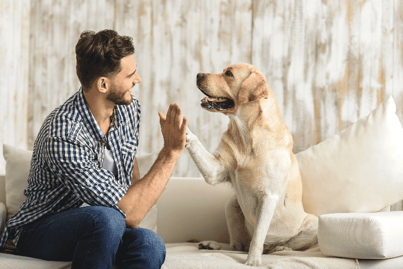 Quando siamo stressati, meglio il cane (o il gatto) del partner